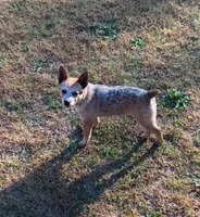 Jesse , a female Australian Cattle Dog for sale in Monroe, NC – Photo 2 of 3