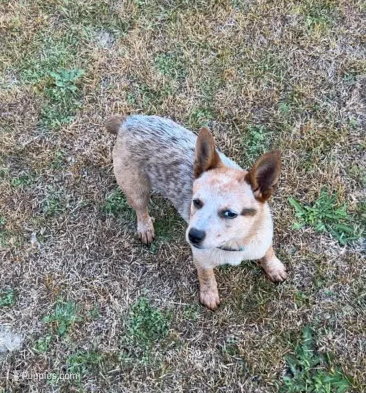 Jesse  – Australian Cattle Dog puppy for sale in Monroe, NC