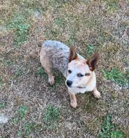 Jesse , a female Australian Cattle Dog for sale in Monroe, NC – Photo 1 of 3