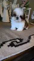 Akc Daisy , a female Shih Tzu for sale in Monroe, NC – 5 of 6