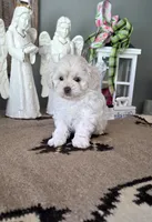 Bailey , a male Shihpoo for sale in Monroe, NC – 2 of 3