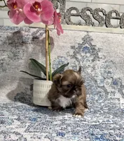 akc Bella , a female Shih Tzu for sale in Monroe, NC – 2 of 4