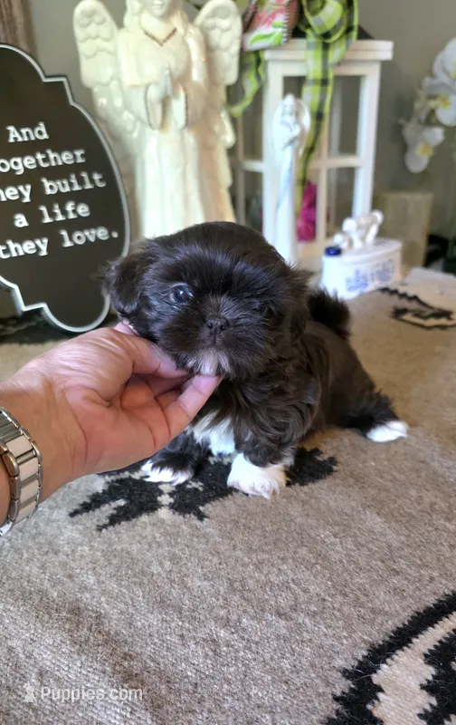 Akc queenie – Shih Tzu puppy for sale in Monroe, NC