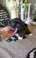 Akc queenie, a female Shih Tzu for sale in Monroe, NC – 1 of 3