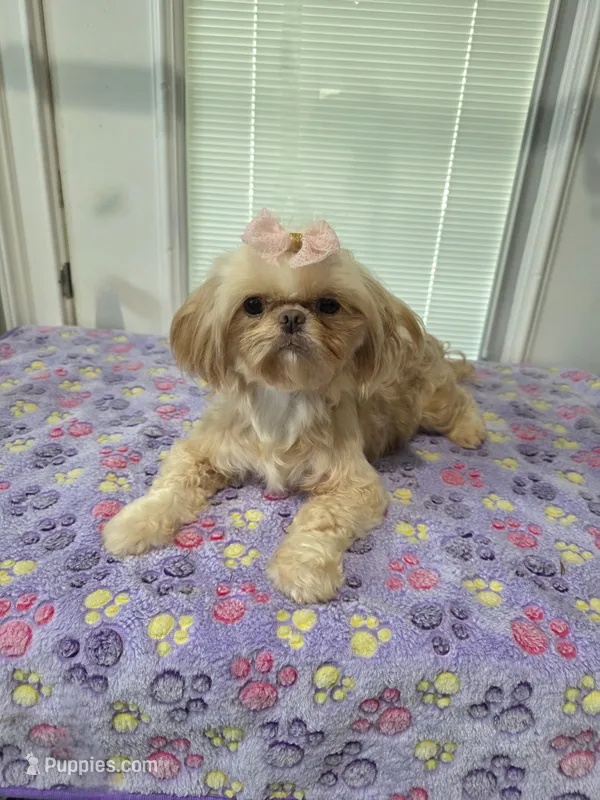 Adult Bella  – Shih Tzu puppy for sale in Monroe, NC