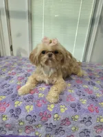 Adult Bella , a female Shih Tzu for sale in Monroe, NC – 1 of 1