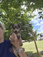 Akc blue baby, a male Miniature Pinscher for sale in Monroe, NC – 4 of 5