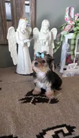 FullAkc Bailey , a male Yorkshire Terrier for sale in Monroe, NC – 4 of 4