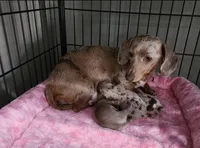 Akc Matilda , a female Miniature Dachshund for sale in Monroe, NC – 1 of 1