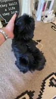 akc Bella , a female Shih Tzu for sale in Monroe, NC – 4 of 6