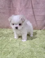 Akc Tito's , a male Maltese for sale in Monroe, NC – 3 of 4
