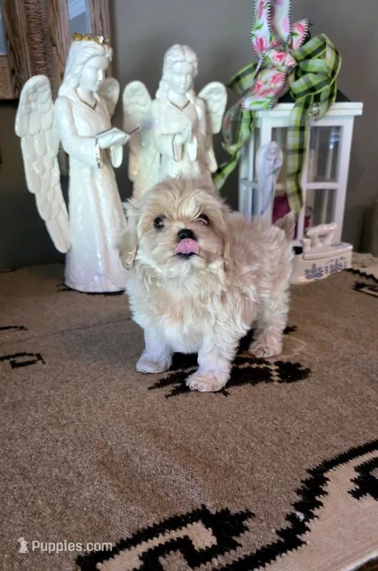 Chanel  – Maltipoo puppy for sale in Monroe, NC