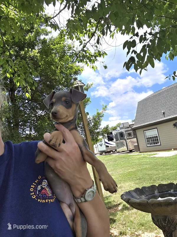 Akc blue boy – Miniature Pinscher puppy for sale in Monroe, NC