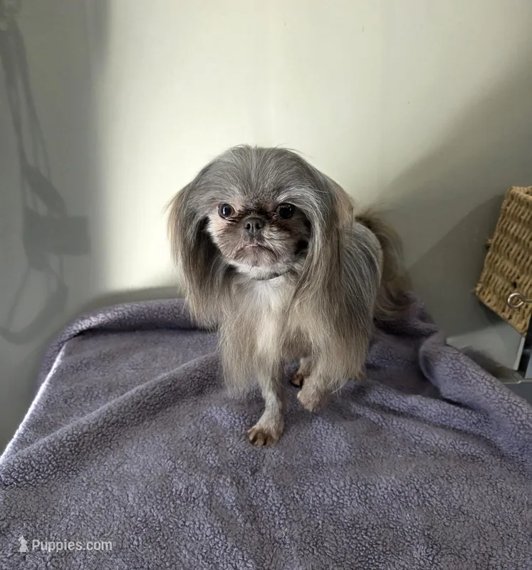 Akc full registration blue – Shih Tzu puppy for sale in Monroe, NC