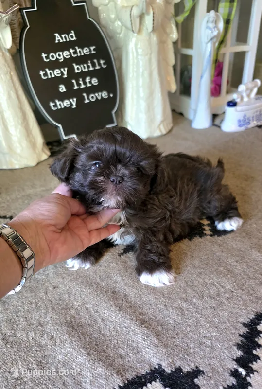 Akc Jackson  – Shih Tzu puppy for sale in Monroe, NC