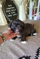 Akc Jackson , a male Shih Tzu for sale in Monroe, NC – 1 of 3