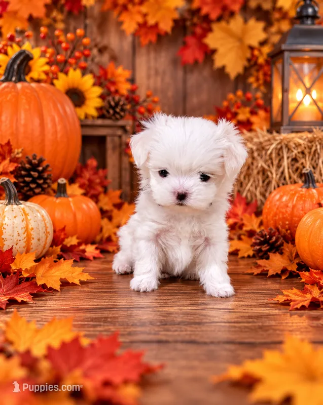 Akc tipsy – Maltese puppy for sale in Monroe, NC