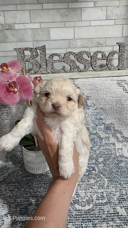 Buttons  – Shihpoo puppy for sale in Monroe, NC
