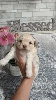 Buttons , a male Shihpoo for sale in Monroe, NC – 1 of 8