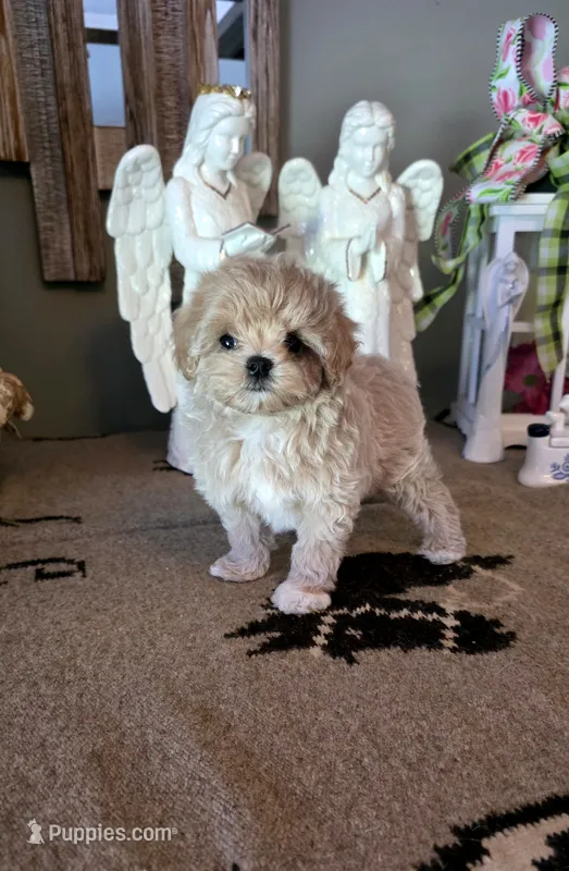 Crystal  – Maltipoo puppy for sale in Monroe, NC