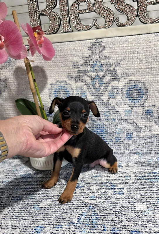 Akc Jackson  – Miniature Pinscher puppy for sale in Monroe, NC
