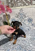 Akc Jackson , a male Miniature Pinscher for sale in Monroe, NC – 1 of 4
