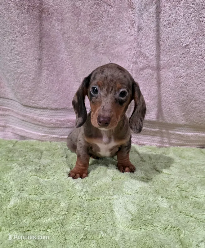Akc Bentley  – Miniature Dachshund puppy for sale in Monroe, NC