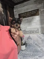 Akc cricket, a female Yorkshire Terrier for sale in Monroe, NC – 3 of 3