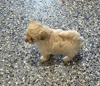Buttons, a male Shihpoo for sale in Monroe, NC – 3 of 5