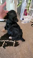 Akc Bailey , a male Yorkshire Terrier for sale in Monroe, NC – 2 of 2