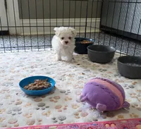 Akc suki, a male Maltese for sale in Monroe, NC – 3 of 3