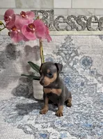 Akc Bentley , a male Miniature Pinscher for sale in Monroe, NC – 3 of 3