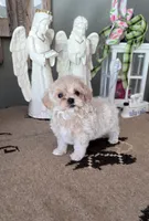 Chanel , a female Maltipoo for sale in Monroe, NC – 2 of 2