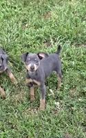 Akc Bailey , a male Miniature Pinscher for sale in Monroe, NC – 2 of 3