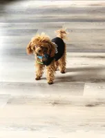 Buttons , a male Shihpoo for sale in Monroe, NC – 7 of 8