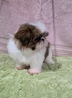 Akc Jasper , a male Shih Tzu for sale in Monroe, NC – 5 of 5