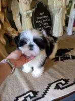 Akc Gizmo , a male Shih Tzu for sale in Monroe, NC – 2 of 6