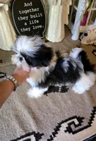 Akc Gizmo , a male Shih Tzu for sale in Monroe, NC – 3 of 3