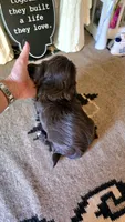 Akc princess , a female Shih Tzu for sale in Monroe, NC – 2 of 3