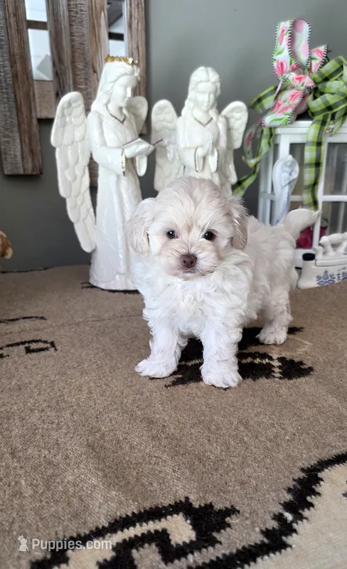 Bailey  – Shihpoo puppy for sale in Monroe, NC