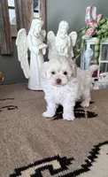 Bailey , a male Shihpoo for sale in Monroe, NC – 1 of 3