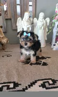 FullAkc Bentley , a male Yorkshire Terrier for sale in Monroe, NC – 3 of 4