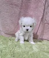 Akc tipsy, a female Maltese for sale in Monroe, NC – 2 of 4