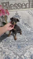 Akc Skeeter , a male Miniature Pinscher for sale in Monroe, NC – 4 of 6