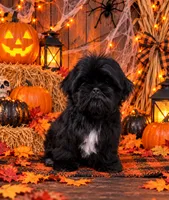 Akc jazzy , a female Shih Tzu for sale in Monroe, NC – 1 of 1