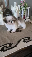 Akc buttons , a male Shih Tzu for sale in Monroe, NC – 3 of 3