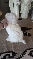 Akc suki , a male Maltese for sale in Monroe, NC – 3 of 3