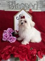 processed/a97d2384-0dfd-4392-b847-c8082acfb58c/listing/7c164af2-8577-4ad7-9a95-cbaea57a4c52/62fc8236-25d6-48f6-8c7b-5145cb96255b