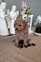 Toby, a male Maltipoo for sale in Monroe, NC – 4 of 4