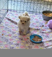 Buttons, a male Shihpoo for sale in Monroe, NC – 1 of 5